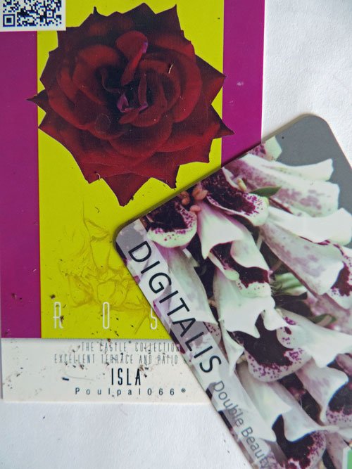 digitalis