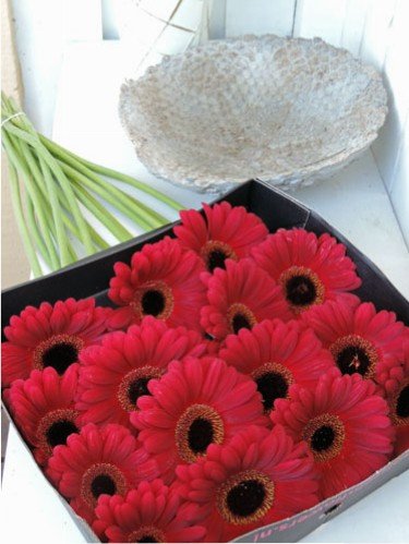 gerbera