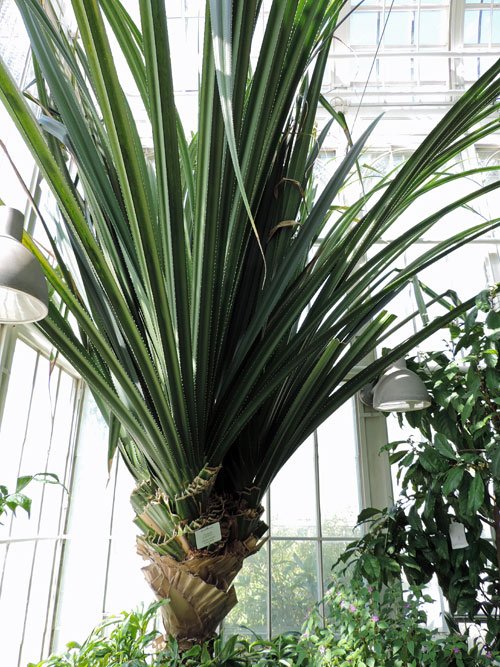 kvastpalm