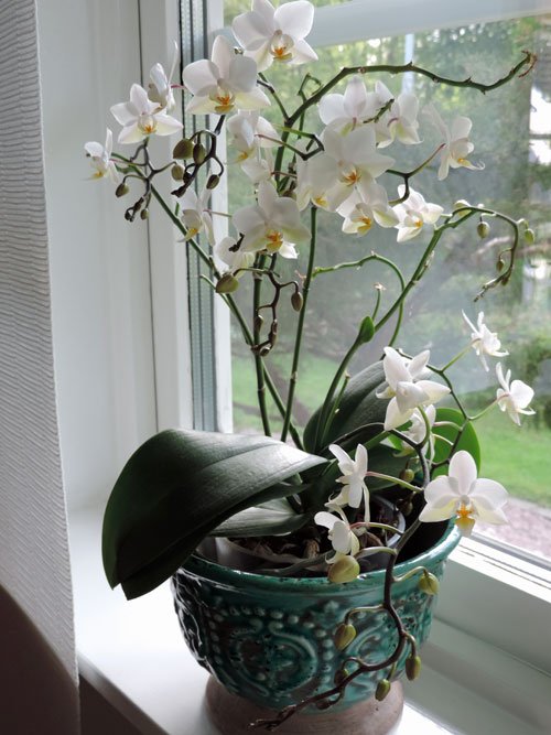 omblomning