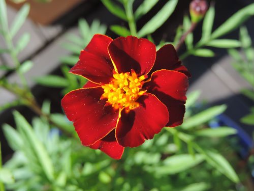 tagetes