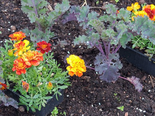 tagetes
