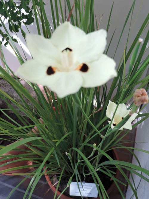 vitblomma