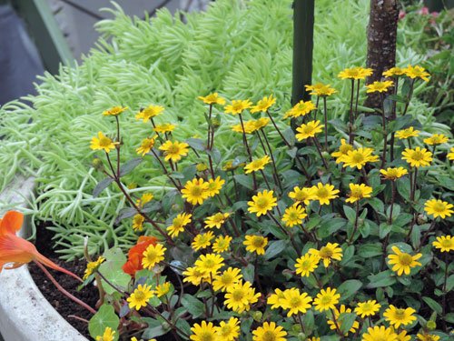 plantering