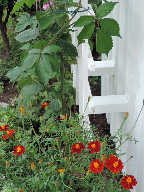 tagetes