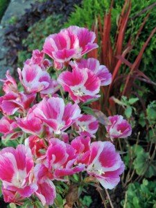 atlasblomma2