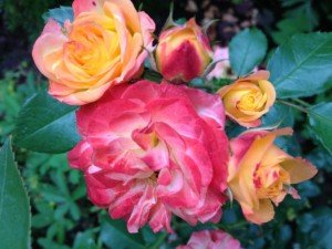 img_6002-676x507