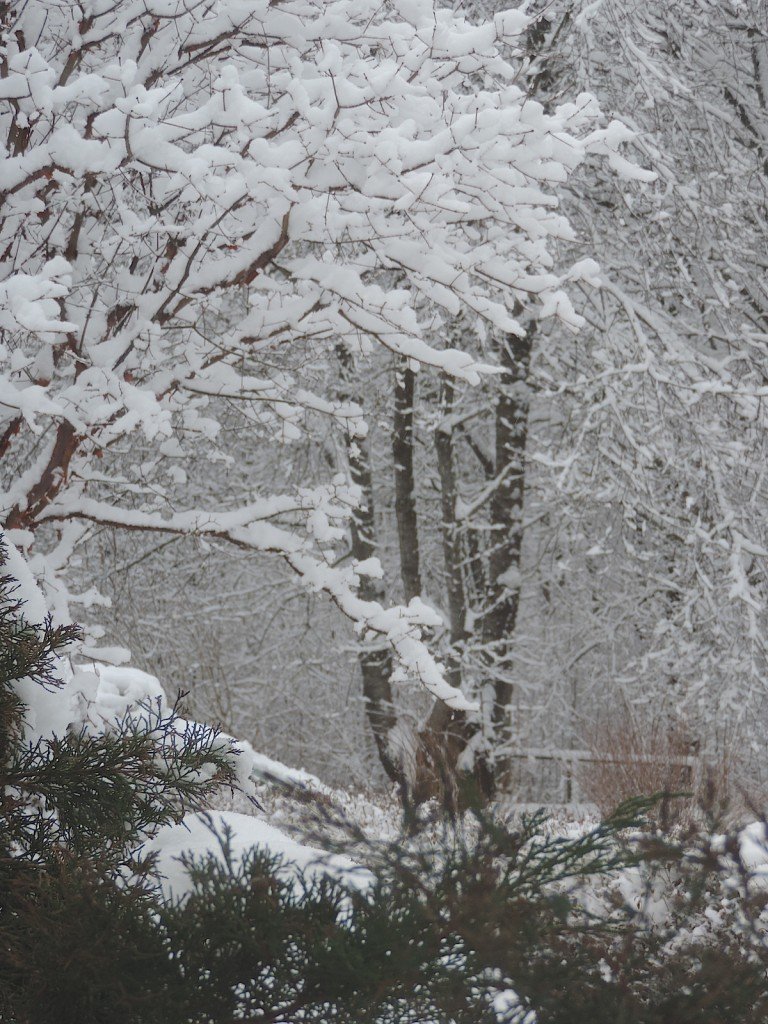 DSCN7084