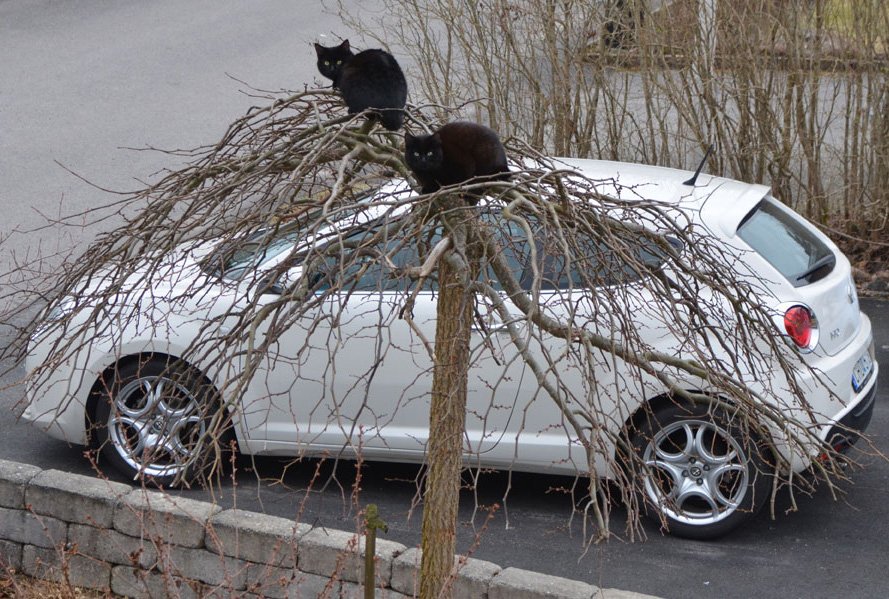 katter_trad2