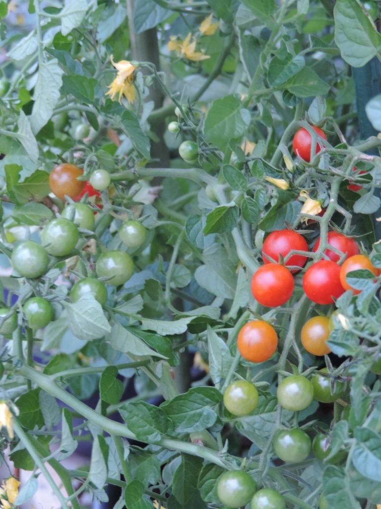 DSCN7793