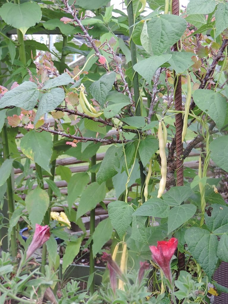 DSCN8059