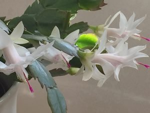 img_2789
